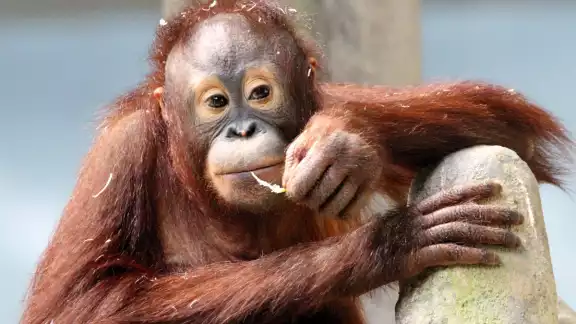 El pequeño aún no tiene nombre. Foto: Especial El pequeño aún no tiene nombre. Foto: Especial