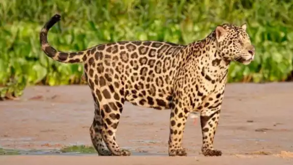 El reconocimiento de la fauna es un paso a su conservación en Campeche El reconocimiento de la fauna es un paso a su conservación en Campeche