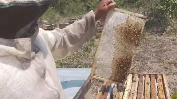 Los apicultores de Sabancuy tienen que vender el kilo a 30 pesos o nadie se las quiere comprar Los apicultores de Sabancuy tienen que vender el kilo a 30 pesos o nadie se las quiere comprar