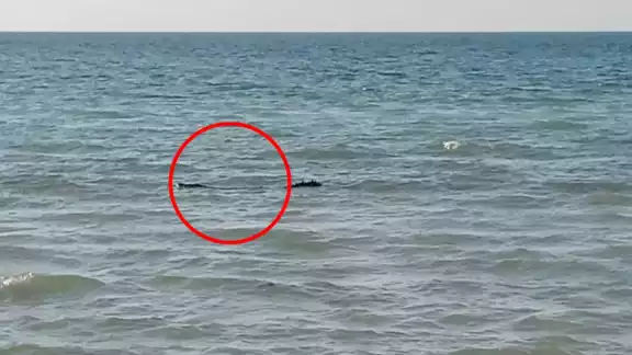 El cocodrilo solamente paseaba en la costa de Las Coloradas