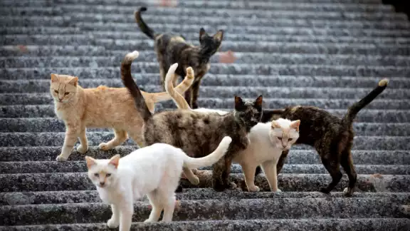 El festival busca encontrarle hogar a mil 500 gatos El festival busca encontrarle hogar a mil 500 gatos