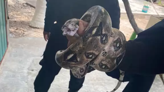 La boa se encontraba deambulando en la lámina de una casa en Tizimín La boa se encontraba deambulando en la lámina de una casa en Tizimín