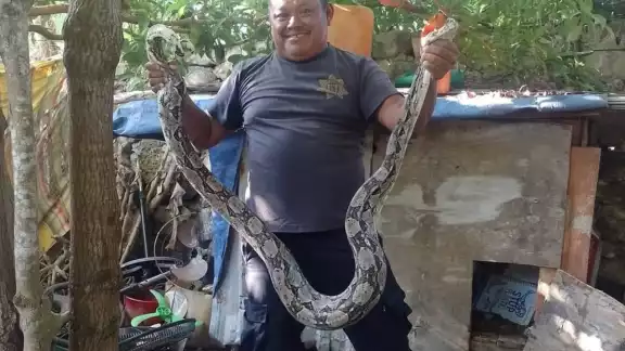 La boa se encontraba en el interior de un gallinero La boa se encontraba en el interior de un gallinero