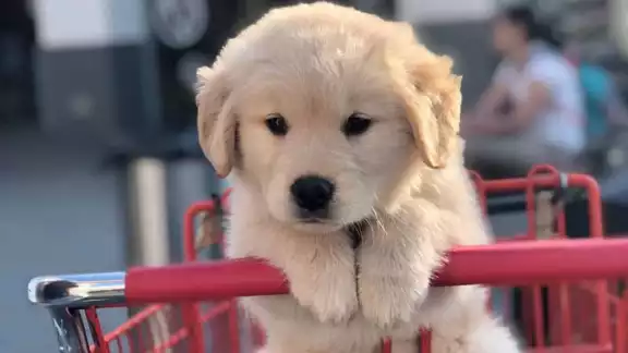 La cadena Walmart se ha sumado a la ola de los lugares petfriendly