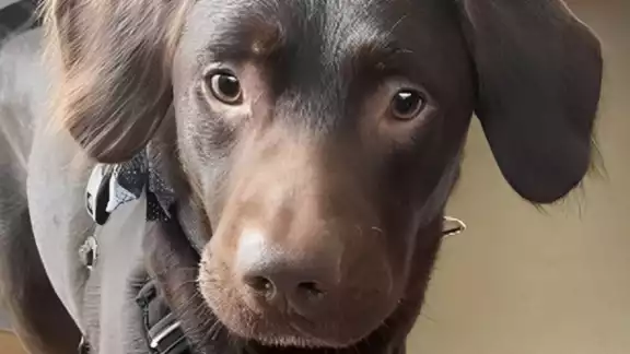 Coco aún se sigue recuperando. Foto: Especial