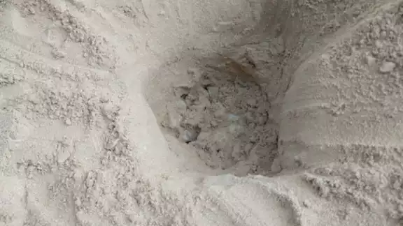Elementos de la Policía Ecológica hallan un ejemplar de carey en la zona de Pig Beach