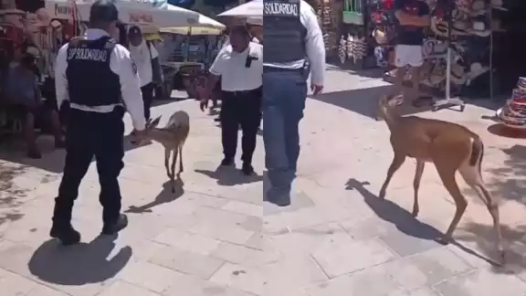 El venado fue escoltado por policías de Playa del Carmen El venado fue escoltado por policías de Playa del Carmen
