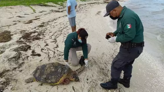 La tortuga presentaba graves heridas tras ser atacada por varios perros callejeros