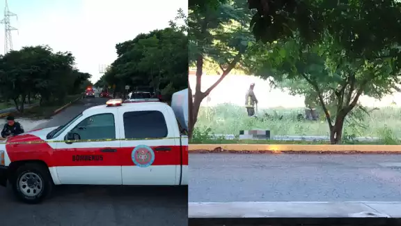 Abejas seguían agresivas pese a la intervención de los bomberos Abejas seguían agresivas pese a la intervención de los bomberos