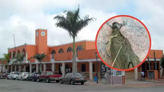 Las aves y las flechas han caído en los patios de los vecinos cercanos Las aves y las flechas han caído en los patios de los vecinos cercanos