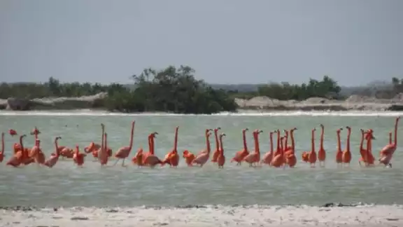 El ejemplar más emblemático que arriba a las costas yucatecas es el flamenco rosa y se encuentra en peligro El ejemplar más emblemático que arriba a las costas yucatecas es el flamenco rosa y se encuentra en peligro