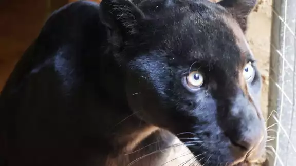 Este es un ejemplar macho de año y medio procedente de una Unidad de Manejo para la Conservación y Aprovechamiento Sustentable de la Vida Silvestre (UMA) Este es un ejemplar macho de año y medio procedente de una Unidad de Manejo para la Conservación y Aprovechamiento Sustentable de la Vida Silvestre (UMA)