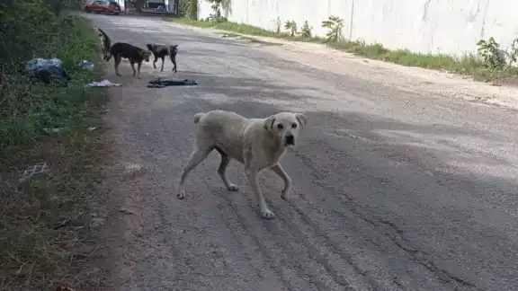Gran parte de los accidentes tratados fueron mordidas en las extremidades inferiores Gran parte de los accidentes tratados fueron mordidas en las extremidades inferiores