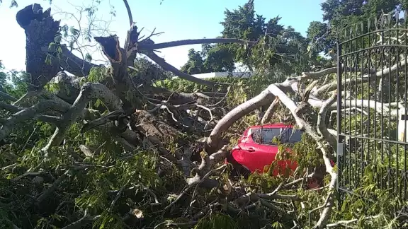 Quince vehículos siniestrados tras caerles un árbol en una funeraria del centro de Mérida Quince vehículos siniestrados tras caerles un árbol en una funeraria del centro de Mérida