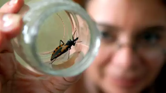 En todo el mundo hay alrededor de 7 millones de infectados por el mal de Chagas En todo el mundo hay alrededor de 7 millones de infectados por el mal de Chagas