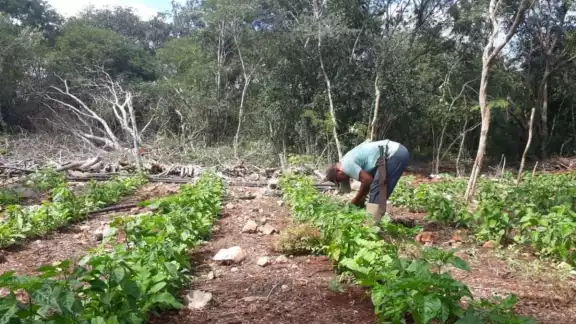El maíz es el principal producto que busca cultivarse en Campeche