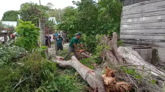 Protección Civil acudió al lugar para quitar el árbol caído Protección Civil acudió al lugar para quitar el árbol caído