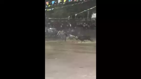 Toro persigue a vaquero durante la fiesta tradicional de San Isidro labrador Toro persigue a vaquero durante la fiesta tradicional de San Isidro labrador