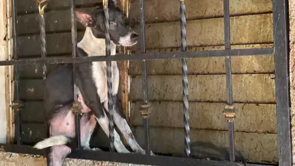 El propietario del perrito pidió ayuda al número de emergencias 911