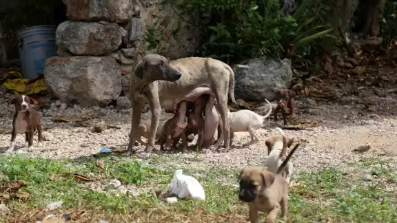 Se tiene que adecuar al Código Penal para que el delito se judicialice con éxito