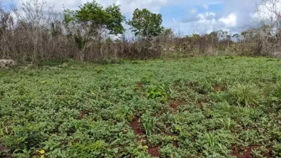 Agricultores de Sabán intentarán trabajar con semilla mejorada Agricultores de Sabán intentarán trabajar con semilla mejorada