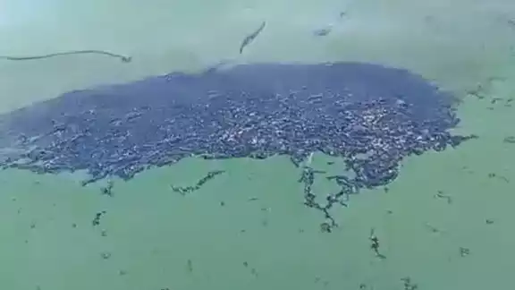 Pescadores de Isla Aguada han reportado daños por esta mancha Pescadores de Isla Aguada han reportado daños por esta mancha