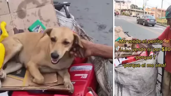 La perrita llamada Muñeca brava acompaña al hombre en su labor diaria La perrita llamada Muñeca brava acompaña al hombre en su labor diaria