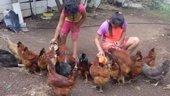 Las familias prefieren consumirlas las aves , en lugar de darlas a la venta Las familias prefieren consumirlas las aves , en lugar de darlas a la venta
