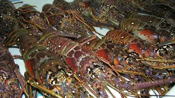 Los pescadores optaron por congelar su producto y sacarlo al mercado cuando mejore el precio; pidieron la intervención de las autoridades para apoyarlos Los pescadores optaron por congelar su producto y sacarlo al mercado cuando mejore el precio; pidieron la intervención de las autoridades para apoyarlos