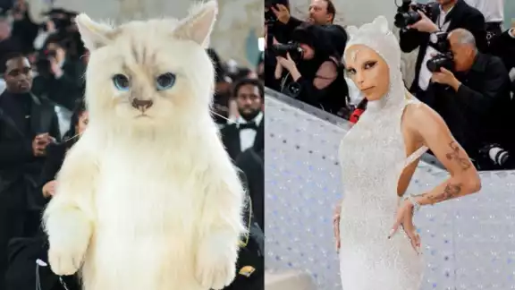 Los gatos se hicieron presente, te contamos el motivo. Foto: Especial