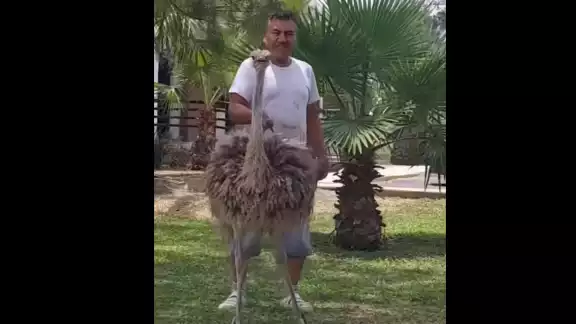El hombre paseaba a  una avestruz con correa en las calles de Apodaca y fue grabado