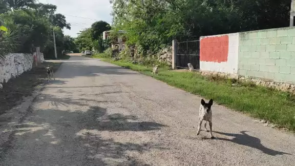 En los alrededores de los puestos de venta de carnes, fruterías o loncherías estos animales deambulan por las mañanas y madrugadas En los alrededores de los puestos de venta de carnes, fruterías o loncherías estos animales deambulan por las mañanas y madrugadas