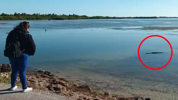 El cocodrilo se mantiene en la orilla de la carretera a Yobaín