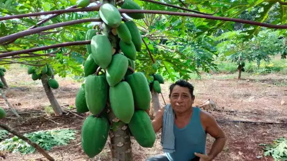 Señaló que ahora el tiempo es favorable para llevar a cabo este tipo de cultivos y espera que la temporada de cosecha sea buena Señaló que ahora el tiempo es favorable para llevar a cabo este tipo de cultivos y espera que la temporada de cosecha sea buena