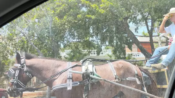 Pese a esto, el Ayuntamiento de Mérida sigue permitiendo el uso de caballos Pese a esto, el Ayuntamiento de Mérida sigue permitiendo el uso de caballos