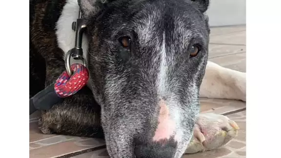 Tai fue sacrificado en una veterinaria de San Luis Potosí Tai fue sacrificado en una veterinaria de San Luis Potosí