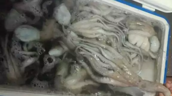 Los pescadores esperan mejor captura de pulpo que el año pasado Los pescadores esperan mejor captura de pulpo que el año pasado