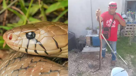 La serpiente Ekuneil es de las más grandes de la Península de Yucatán