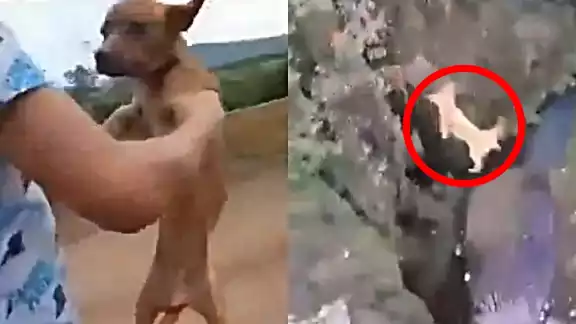 El perro cayó en un arroyo, logrando sobrevivir a la caída El perro cayó en un arroyo, logrando sobrevivir a la caída