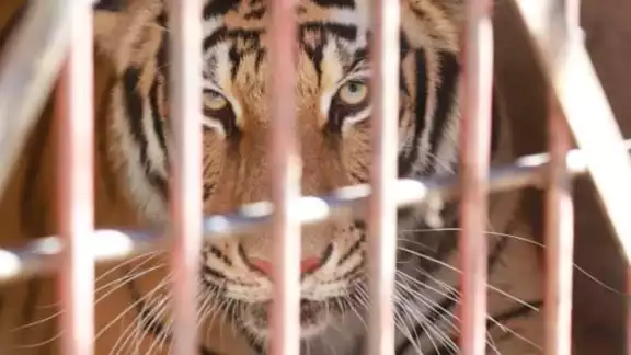 El tigre quedó a disposición de las autoridades para determinar la situación del animal El tigre quedó a disposición de las autoridades para determinar la situación del animal