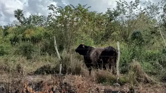 Durante estos periodos aumenta el consumo de agua y la frecuencia de abrevado, y es cuando los ganaderos deben estar atentos; algunos optan por comercializar su carne Durante estos periodos aumenta el consumo de agua y la frecuencia de abrevado, y es cuando los ganaderos deben estar atentos; algunos optan por comercializar su carne