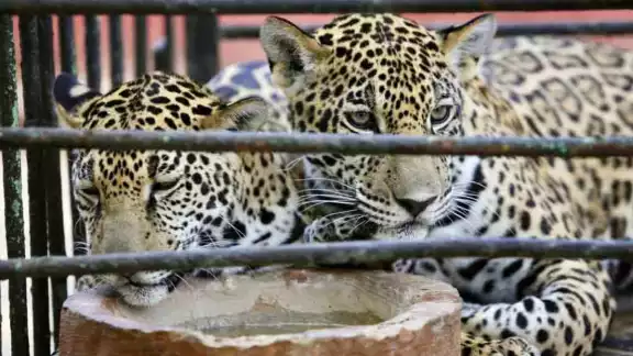 Un árbol destruyó el área de los jaguares del centenario de Mérida Un árbol destruyó el área de los jaguares del centenario de Mérida