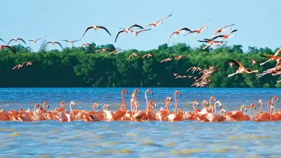 La playa más bonita para visitar este 2024 se encuentra a una hora y media de la capital yucateca La playa más bonita para visitar este 2024 se encuentra a una hora y media de la capital yucateca