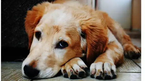 De 6 meses a 2 años de prisión y de doscientos a cuatrocientos días-multa a quien cometa actos de crueldad o maltrato animal