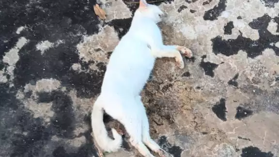 La dueña condenó este suceso y espera que se haga justicia, con la muerte de sus animales