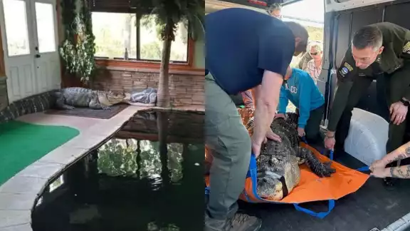 El propietario de "Albert"  permitiá incluso que los niños nadaran con el gigantesco reptil