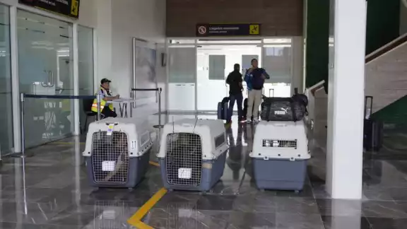 Los perritos recibieron su certificado en el curso en Estados Unidos