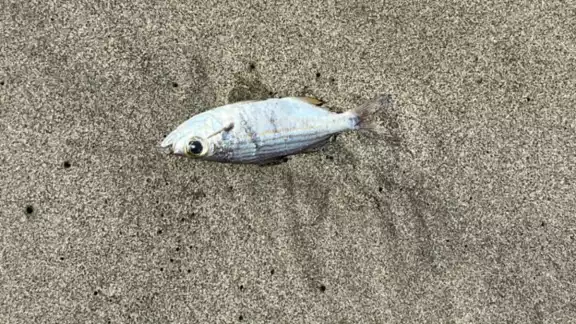 Especialistas analizan la muerte de peces en Sinaloa