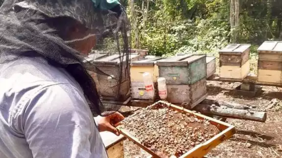 El líder de apicultores aseguró que los apiarios no son movibles y han permanecido en el mismo lugar El líder de apicultores aseguró que los apiarios no son movibles y han permanecido en el mismo lugar
