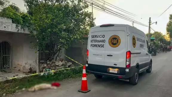 El cuerpo de los perros fueron llevados para la realización de la necropsia en espera de resultados de la causa de muerte